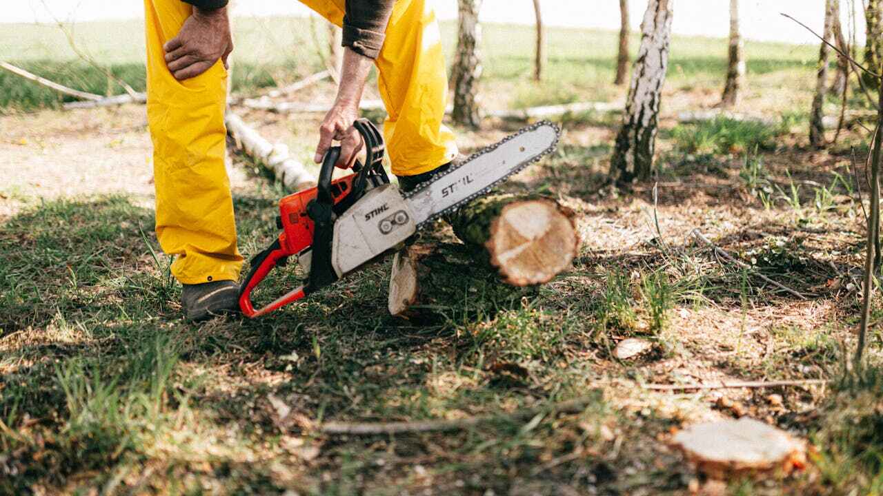 Best Tree Cutting Near Me  in Marathon, FL